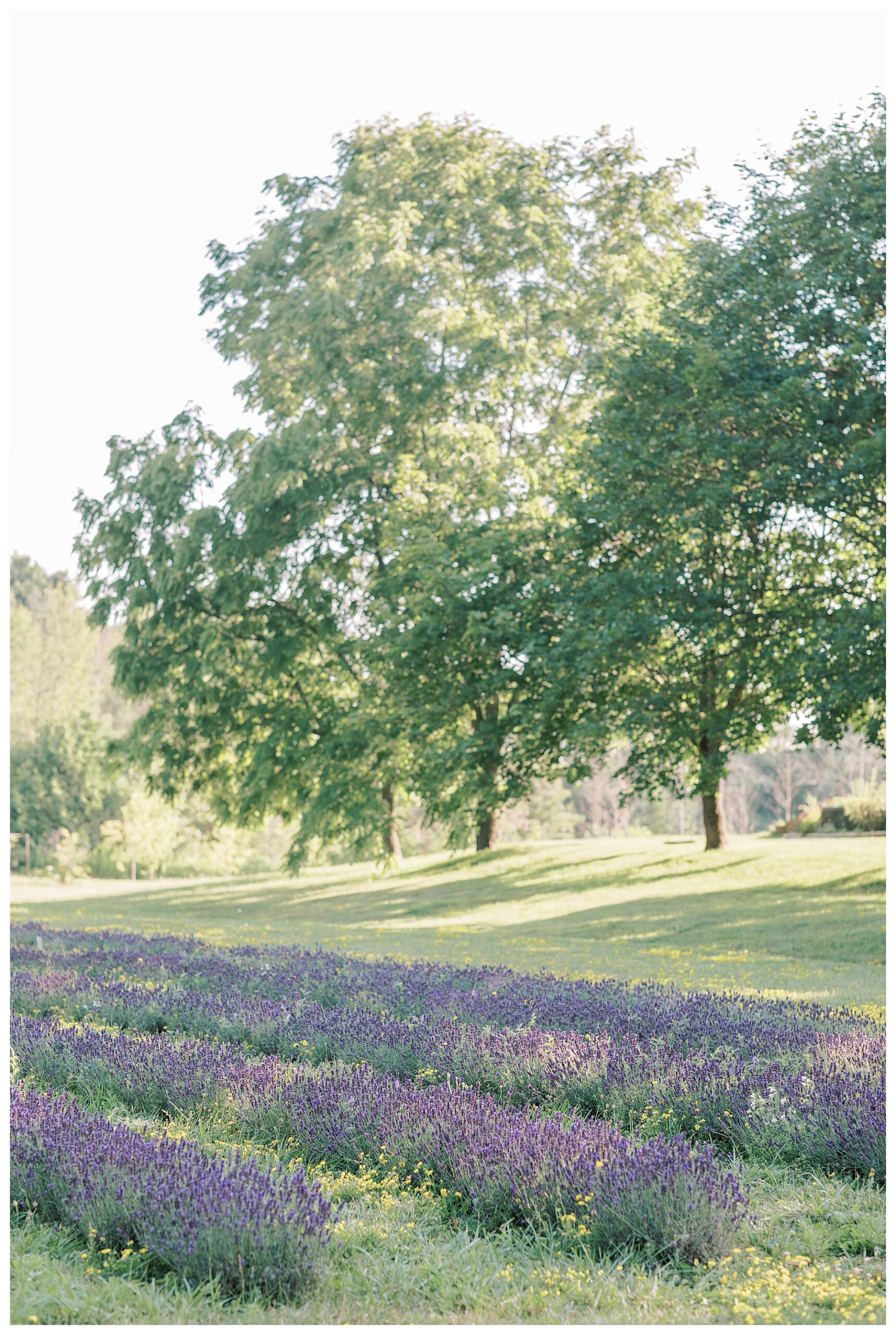 bluewater lavender farm